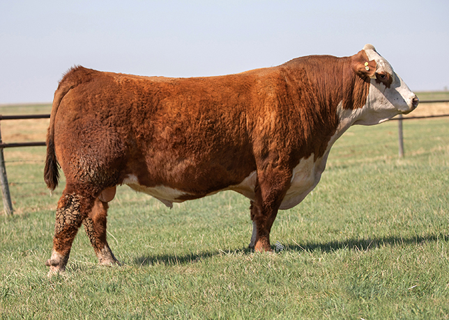 Sire Image